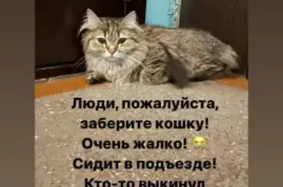 Найдена кошка на улице Устиновича, 1А в Красноярске