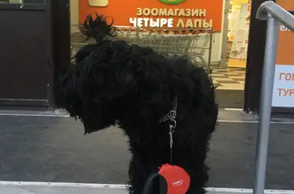 Пропала собака Ника в Вырубово, Одинцовский городской округ, Московская область