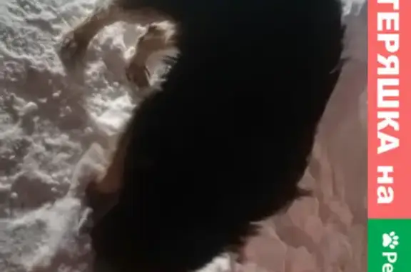 Найдена собака в Советском районе Казани