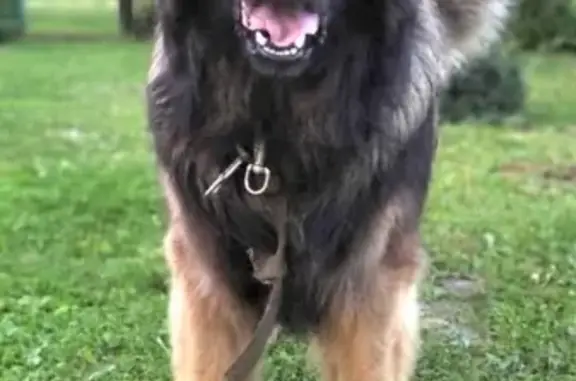Пропала крупная собака породы Леонбергер в Тверской области, вознаграждение гарантировано.