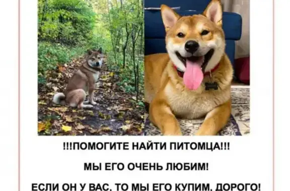 Пропала собака Сиба-ину в Перхурово.