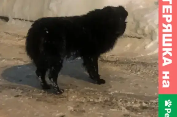 Найдена собака на Энергетической улице в Лефортово