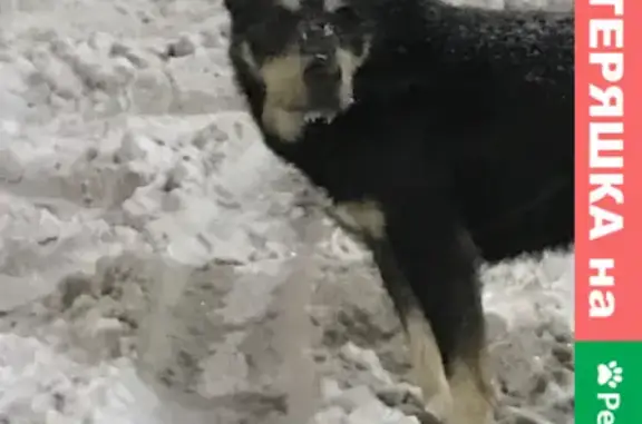 Найдена собака в Заречье, возможно потерянная