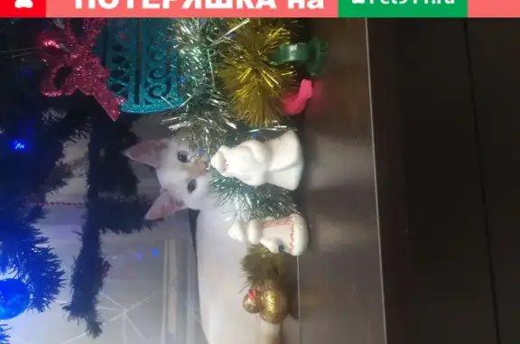 Кошки потеряшки, Москва, фото: Потеряшка кот Семен, м.Отрадное, Березовая аллея 5