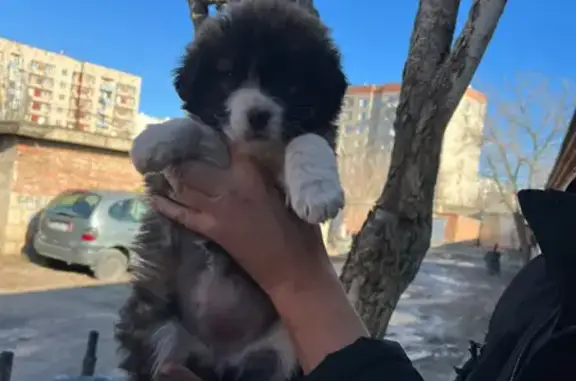 Найдена собака на ул. Тредиаковского, Астрахань