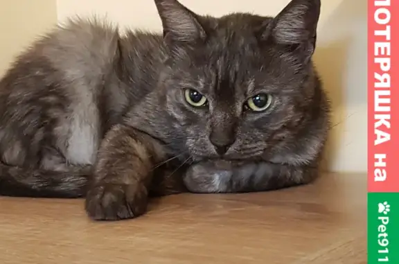 Кошка найдена в Люберцах на Октябрьском пр-те 306