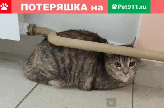 Найдена кошка на Ухтомской улице, 6