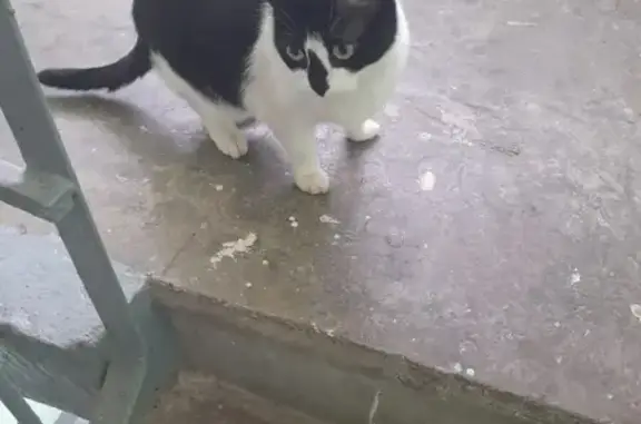Ласковая кошка на улице Захарова, 19, СПб
