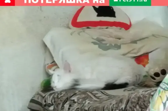 Пропал кот на ул. Чернышевского, 125 в Саратове