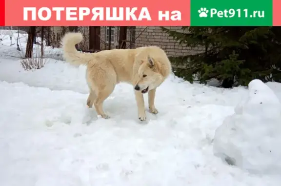 Пропала собака Белыш в Караваево, Костромская область