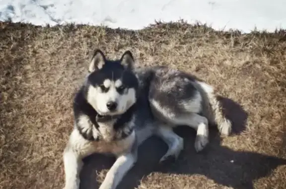 Собаки потеряшки, Липецк, фото: Потеряшка собака в районе Сселки, Липецкая область.