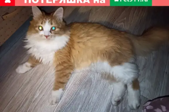 Пропал котик в районе СГТУ, нужна помощь! (адрес: 4 Комсомольский пр., Саратов)