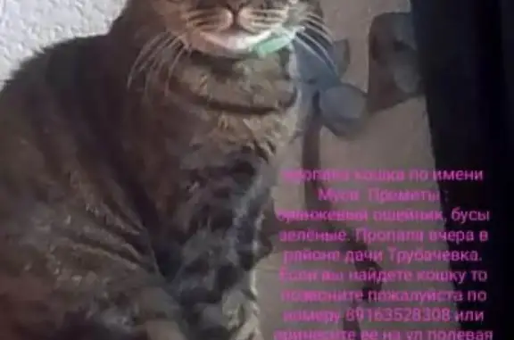 Пропала кошка в оранжевом ошейнике в Трубачеевке.