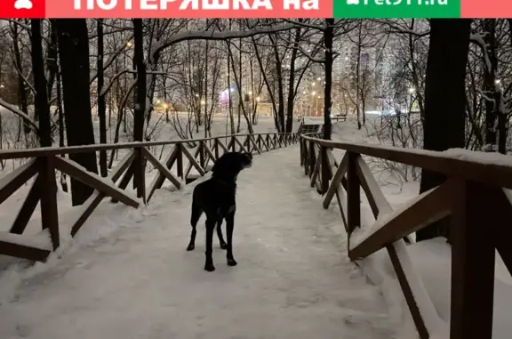 Собака найдена у перекрестка Новоясеневского и Литовского
