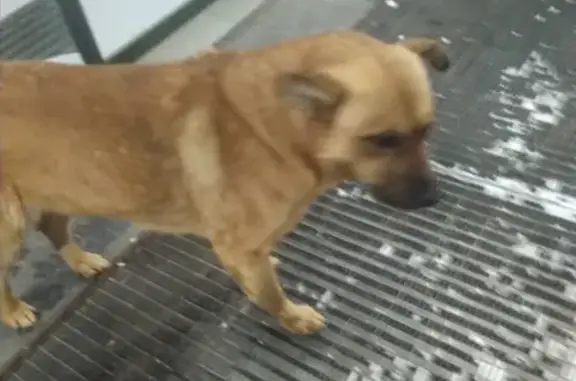 Найдена собака возле ТЦ РИО, ищут хозяев