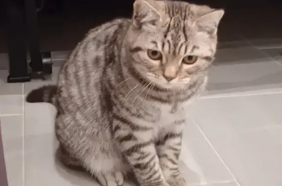Найдена ласковая кошка в Сочи, район Адлер