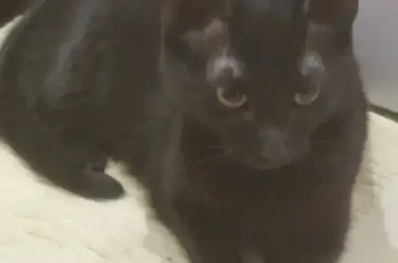Найден черный кот возле метро Пролетарская, Симоновский Вал 7к1