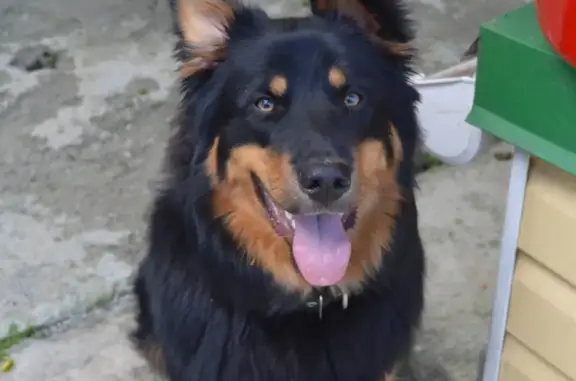 Пропала собака Граф в Прохладном, Бахчисарайский район, Крым