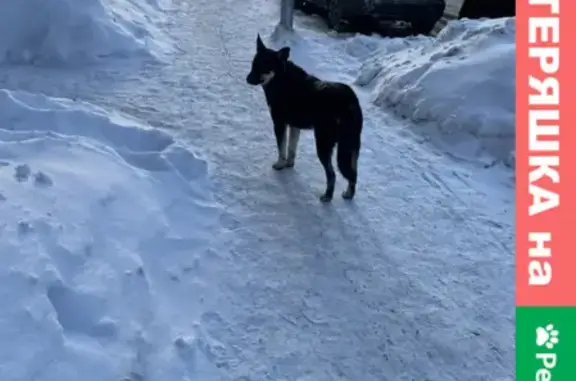 Найдена собака в ЖК Хорошевский, Москва