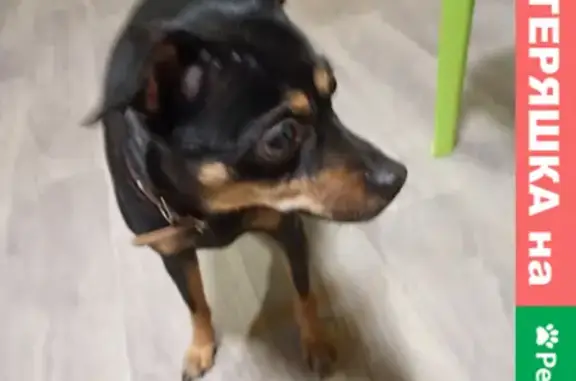 Объявления о пропавших и найденных животных, Красноярск, фото: Найдена собака на Норильской, р-н Мясокомбинат