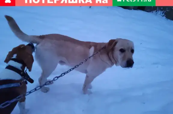 Собака на Горняцкой, Липецк