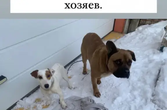 Найдена собака на Спортивной улице, Малое Видное