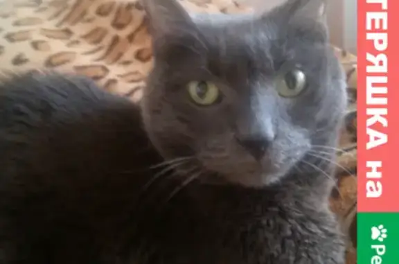 Кошки потеряшки, Санкт-Петербург, фото: Потеряшка кошка Тимоша, Латышских стрелков 11-1-50, СПб