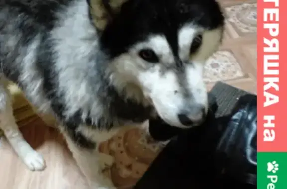 Найдена собака на Первомайской, Тюмень