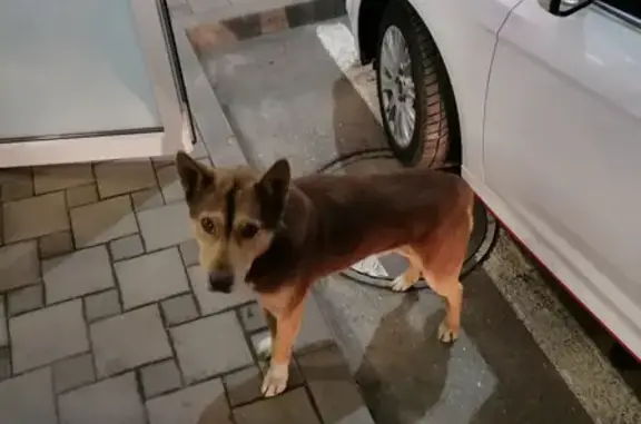 Собака найдена на Первомайской, 166А, возле Пятёрочки и аптеки