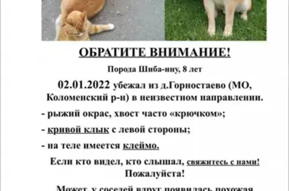 Пропала собака Шиба-ину, 8 лет, рыжий, Горностаево 46Н-04182