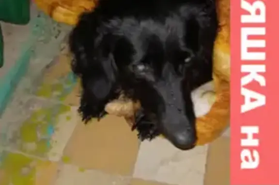 Найдена собака на ул. М. Горького, 20 в Туле