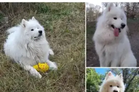 Пропала собака Арчи в г. Семёнов, Нижегородская область