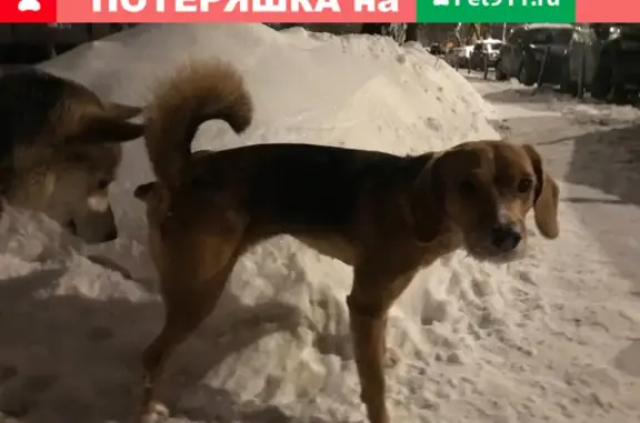 Найдена собака на Планерной улице, Москва