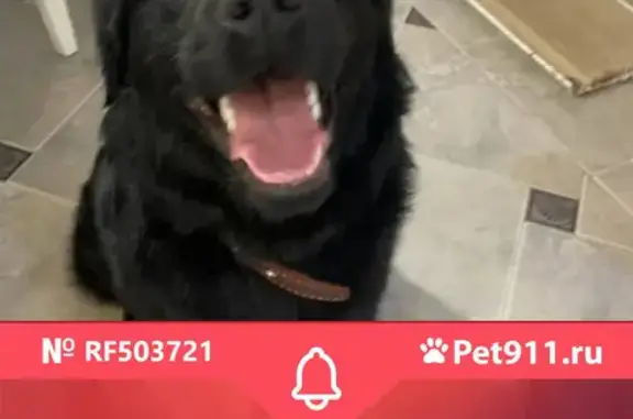 Найдена собака, Ростов-на-Дону, фото: Найден черный лабрадор на пр. Михаила Нагибина