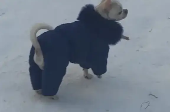 Собаки потеряшки, Санкт-Петербург, фото: Потеряшка собака на пр. Авиаконструкторов, 32