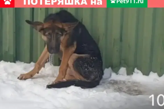 Найден щенок на Дмитровском проезде
