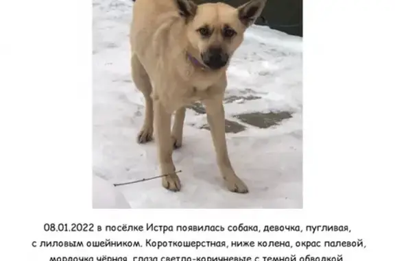 Найдена собака в Истре, Московская область