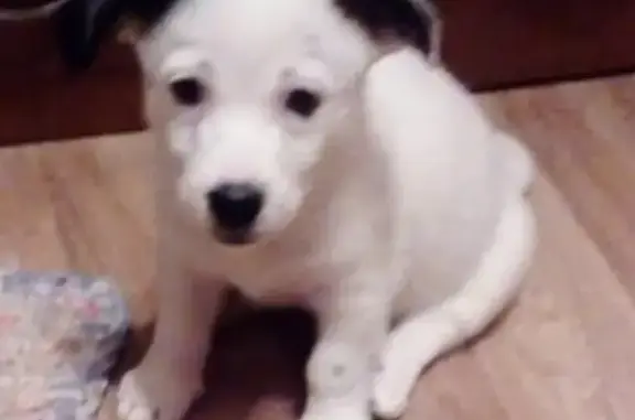 Потерянные животные Красноярск, фото: Пропала собака в Красноярске на Мичуриной 2, Ленинский район.