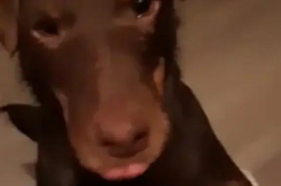 Собаки потеряшки, Санкт-Петербург, фото: Потеряшка собака в пос. Ольгино, ул. Коммунаров 1-3, СПб