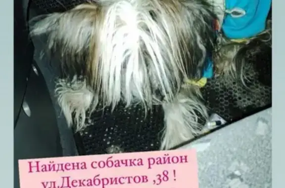 Найдена собака на улице Декабристов