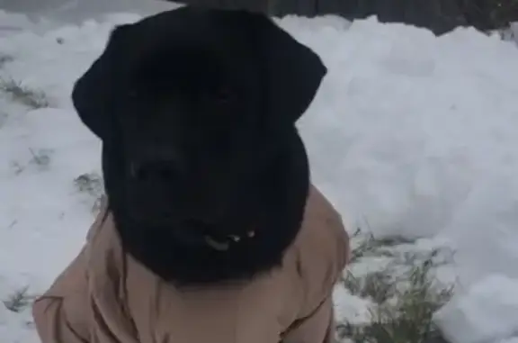 Собаки потеряшки, Томск, фото: Потеряшка лабрадор Терри на Песочном пер., 28 в Томске