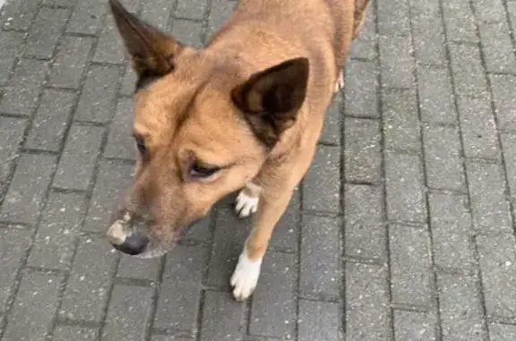 Найдена собака на ул. Горького 176Г к2 в Калининграде