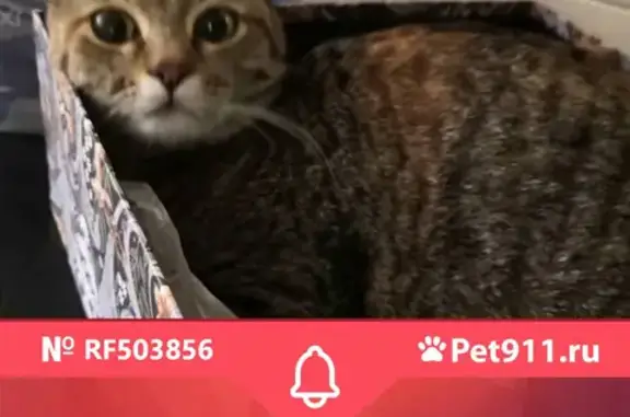Найдена кошка на Севанской, Москва