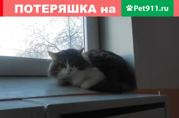 Найдена напуганная кошка в Красноярске, нужна помощь