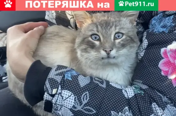 Пропал серый кот на ул. Октябрьской (Котовск)