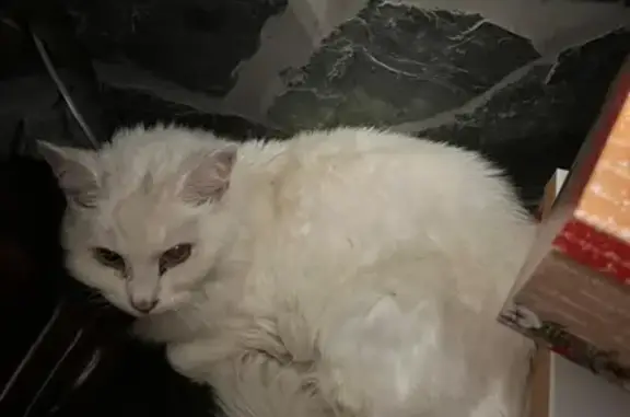 Найден кот в Таболово, Белокаменное шоссе