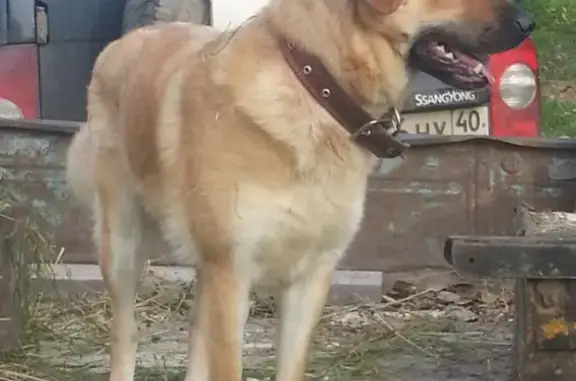 Пропала собака на ул. Кирова, 36, Медынь