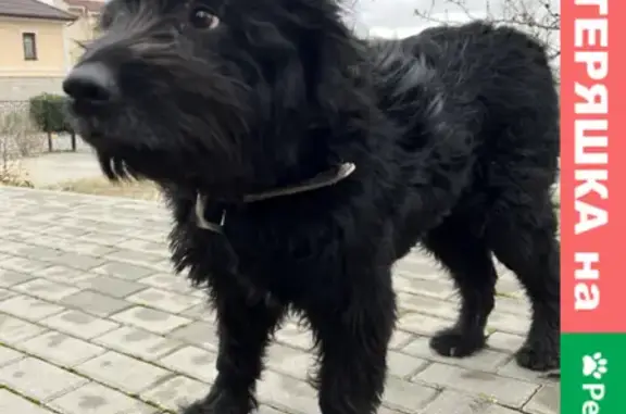 Найдена собака на Щитовой 13, Севастополь