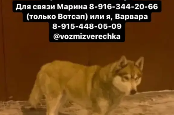 Собака найдена в Домодедовском районе, село Ям.