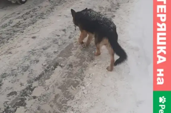 Собака ищет хозяина на Сибирском тракте, 34 в Казани